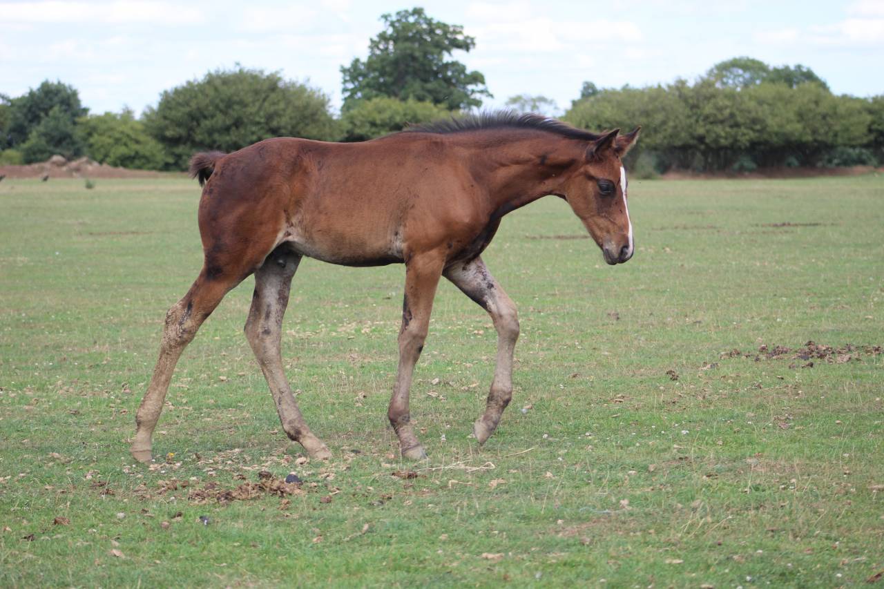 Puledra Sella Francese In vendita 2022 Baio scuro ,  jamiroquai lvd
