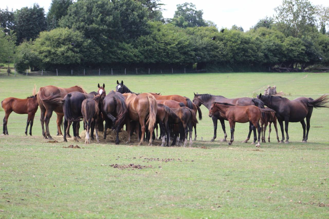 Puledra Sella Francese In vendita 2022 Baio scuro ,  jamiroquai lvd