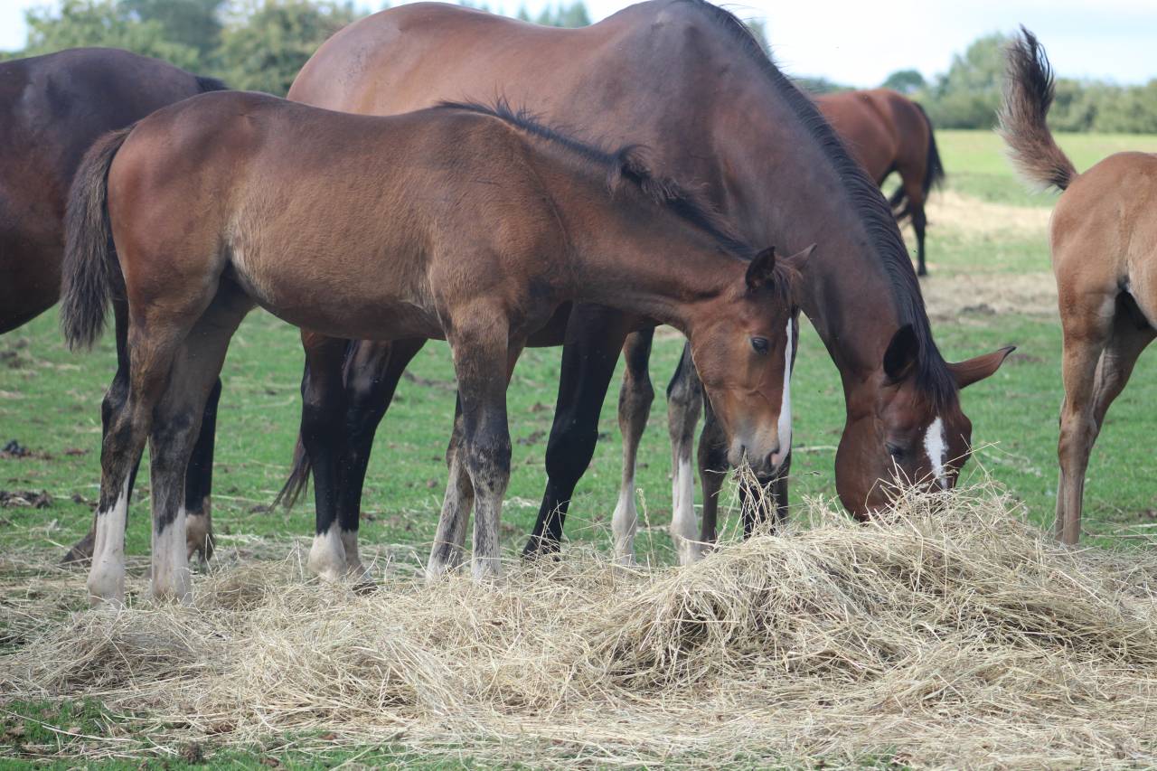 Puledra Sella Francese In vendita 2022 Baio scuro ,  jamiroquai lvd