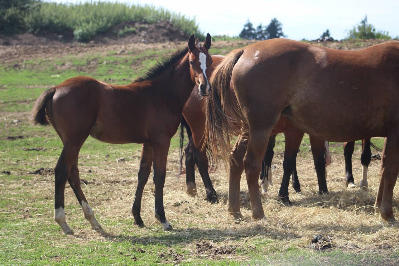 Puledra Sella Francese In vendita 2022 Baio scuro ,  jamiroquai lvd