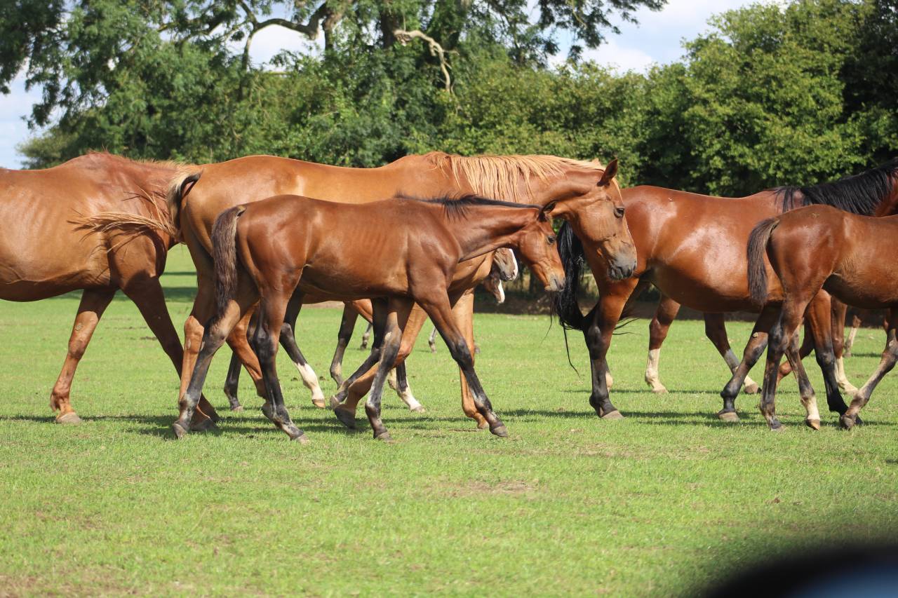 Puledra Sella Francese In vendita 2022 Baio scuro ,  jamiroquai lvd