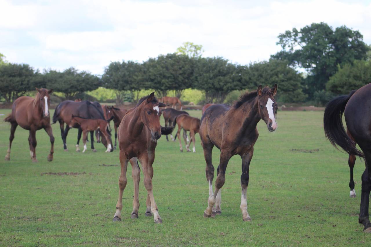 Puledra Sella Francese In vendita 2022 Baio scuro ,  jamiroquai lvd