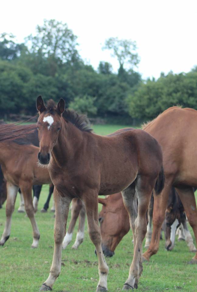 Puledra Sella Francese In vendita 2022 Baio scuro ,  jamiroquai lvd