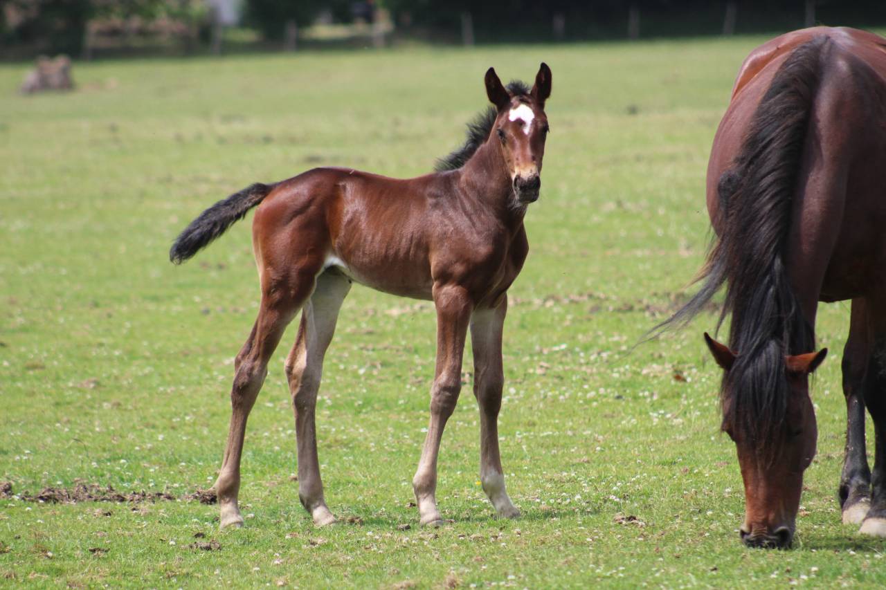Puledra Sella Francese In vendita 2022 Baio scuro ,  jamiroquai lvd