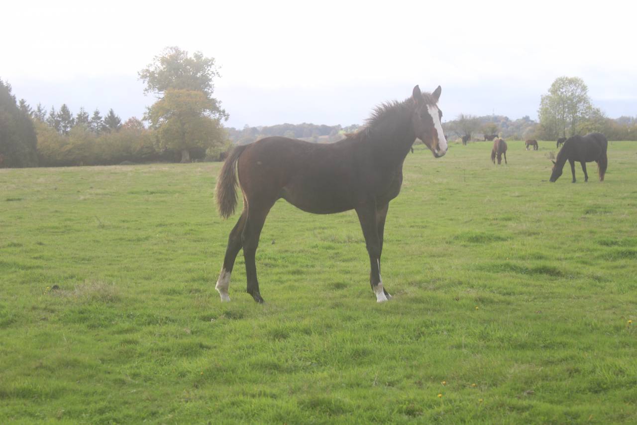 Puledra Sella Francese In vendita 2022 Baio scuro ,  jamiroquai lvd