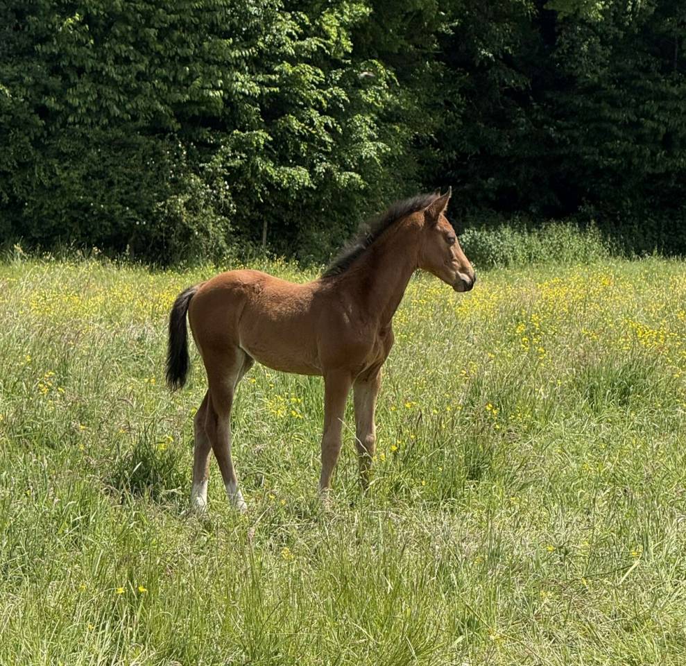 Puledra Sella Francese In vendita 2025 Baio ,  Conte Bellini