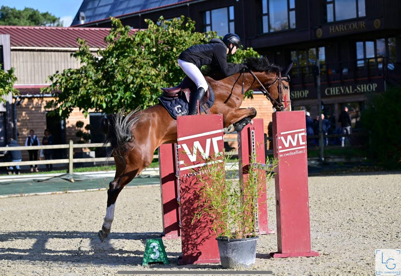 Puledra Sella Francese In vendita 2025 Baio ,  Conte Bellini