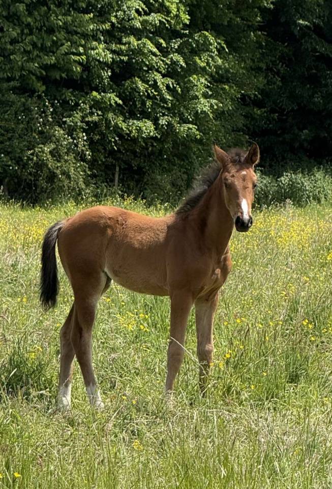 Puledra Sella Francese In vendita 2025 Baio ,  Conte Bellini