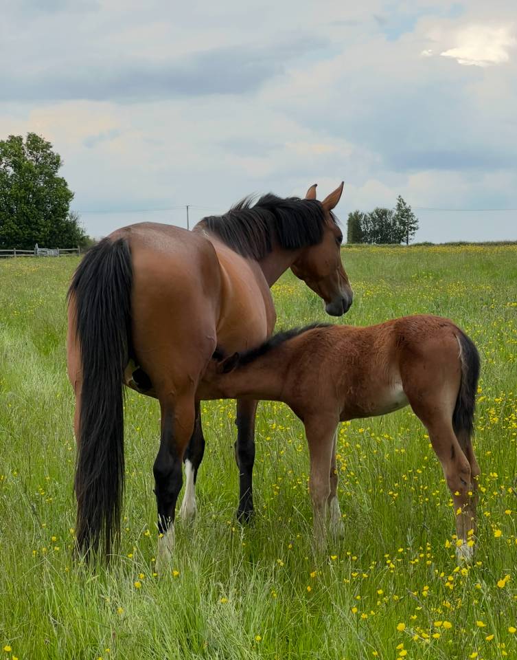 Puledra Sella Francese In vendita 2025 Baio ,  Conte Bellini