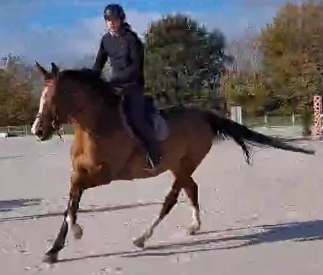 Puledra Sella Francese In vendita 2025 Baio ,  Conte Bellini