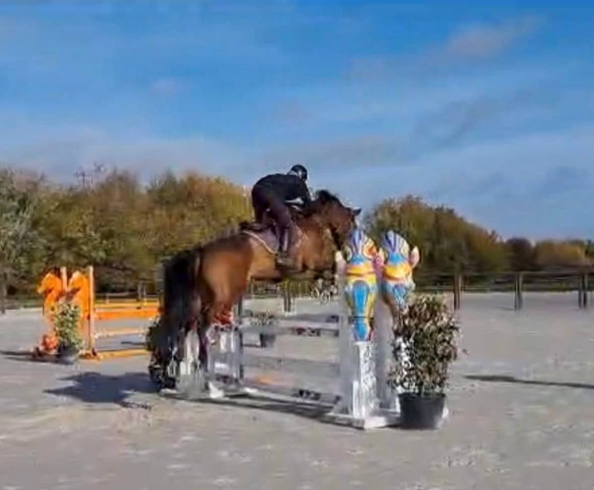 Puledra Sella Francese In vendita 2025 Baio ,  Conte Bellini