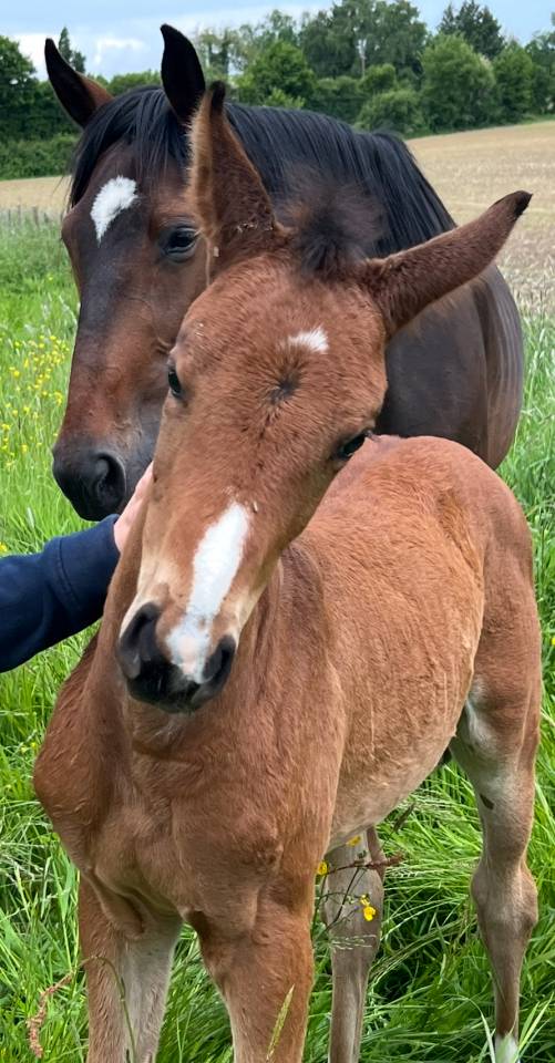Puledra Sella Francese In vendita 2025 Baio ,  Conte Bellini