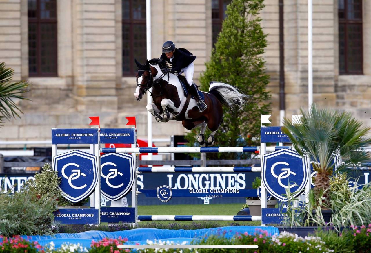 Puledra Sella Francese In vendita 2025 Baio ,  Conte Bellini