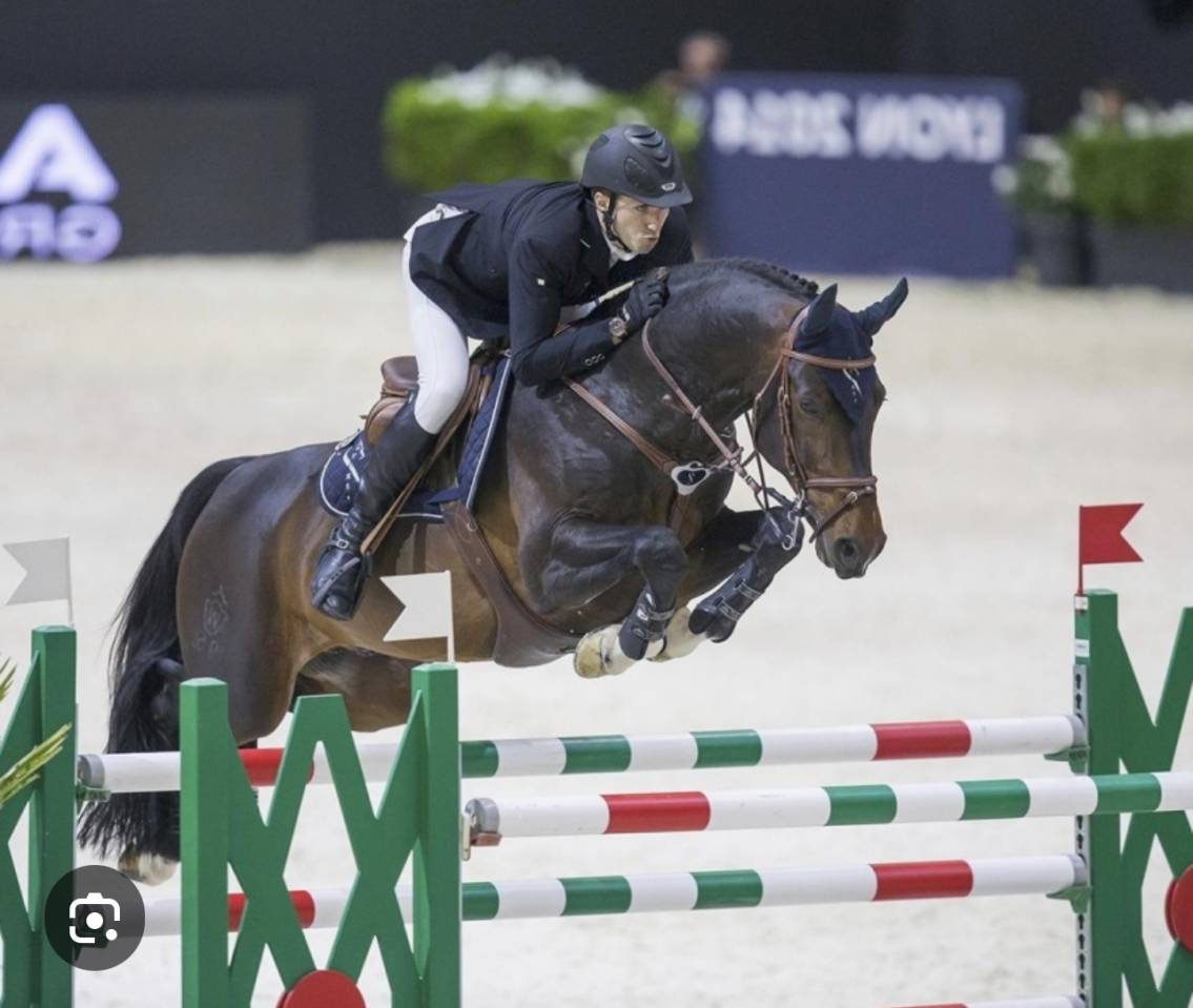 Puledra Sella Francese In vendita 2025 Baio ,  Conte Bellini