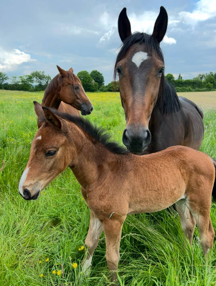 Puledra Sella Francese In vendita 2025 Baio ,  Conte Bellini