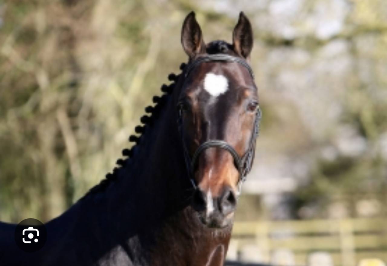 Puledra Sella Francese In vendita 2025 Baio ,  Conte Bellini