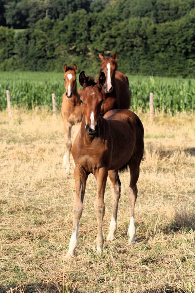 Puledra Sella Francese In vendita 2025 Baio ,  Conte Bellini