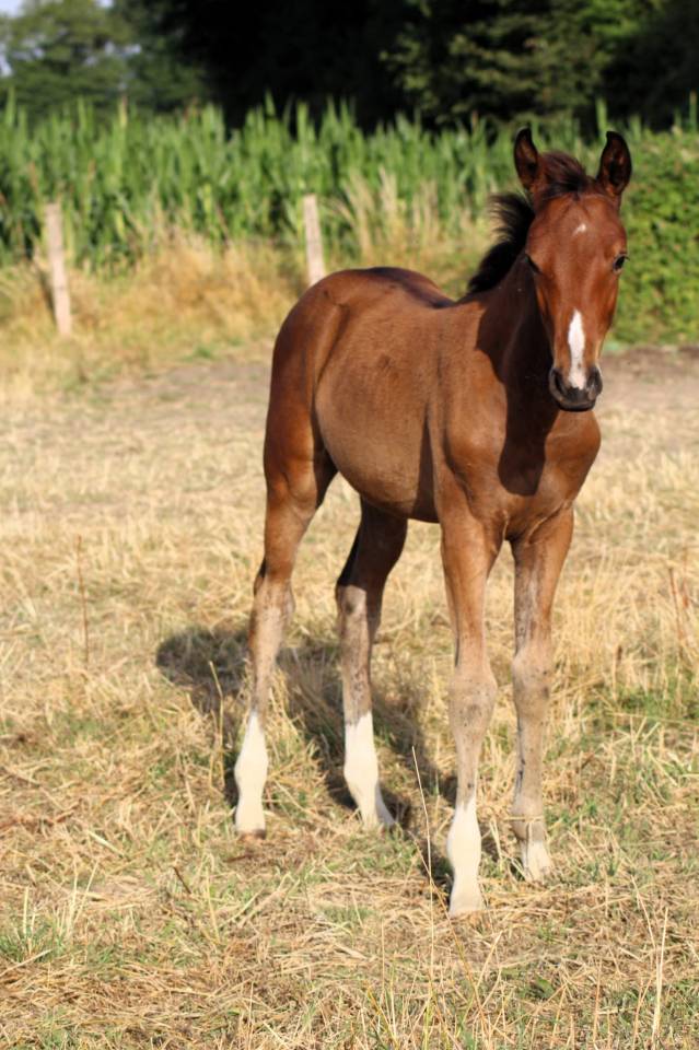 Puledra Sella Francese In vendita 2025 Baio ,  Conte Bellini