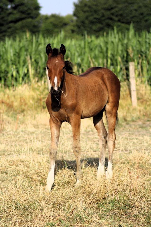 Puledra Sella Francese In vendita 2025 Baio ,  Conte Bellini