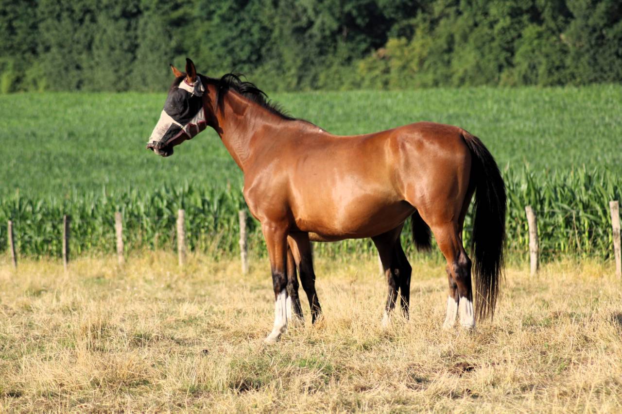 Puledra Sella Francese In vendita 2025 Baio ,  Conte Bellini