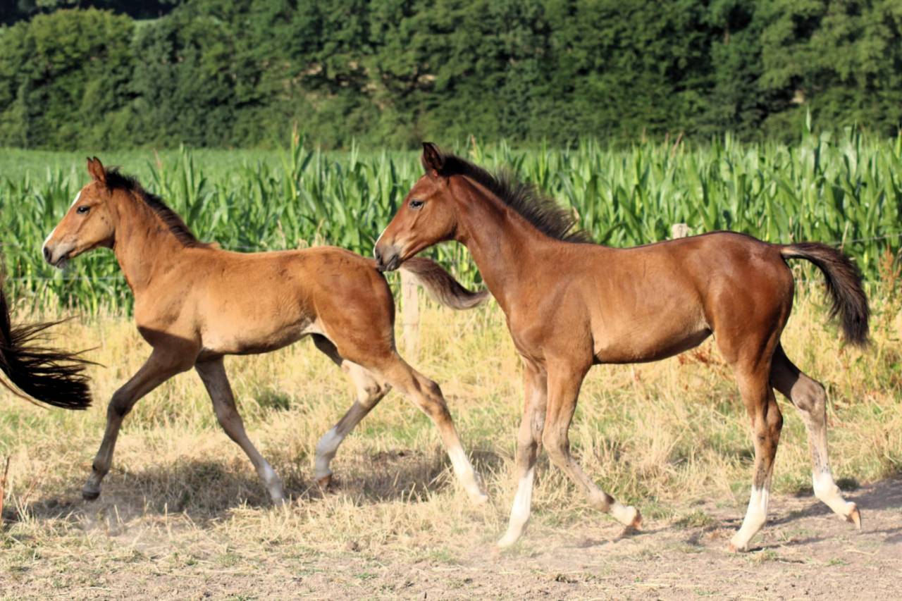 Puledra Sella Francese In vendita 2025 Baio ,  Conte Bellini