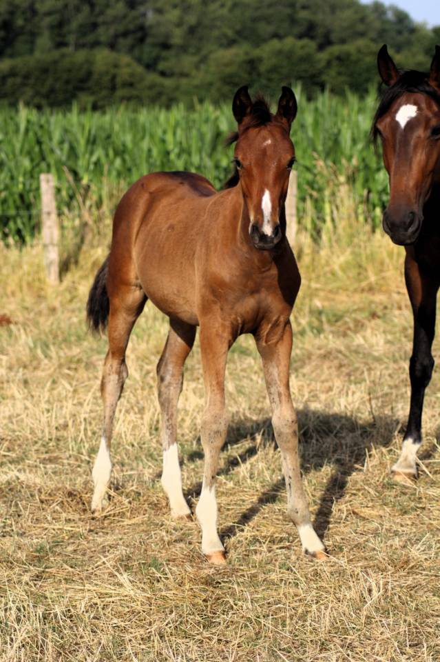 Puledra Sella Francese In vendita 2025 Baio ,  Conte Bellini