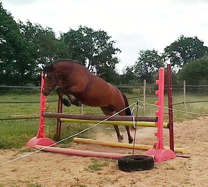 Puledra Connemara In vendita 2020 Baio ,  TITUS DE LIAF