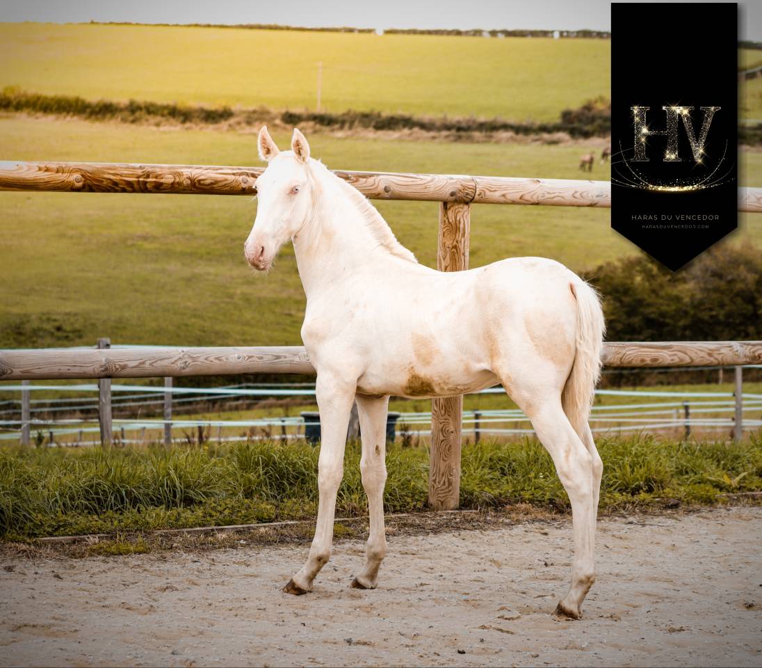 Puledro Lusitano In vendita 2025 Crema ,  Ouro JLC