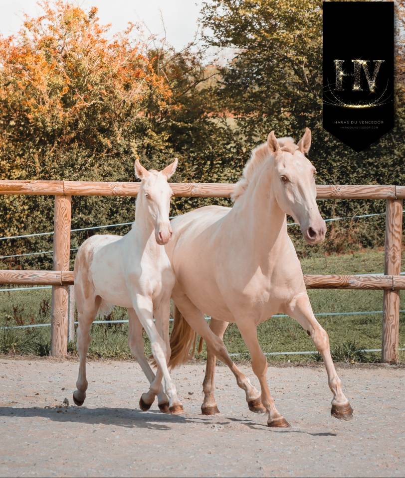 Puledro Lusitano In vendita 2025 Crema ,  Ouro JLC