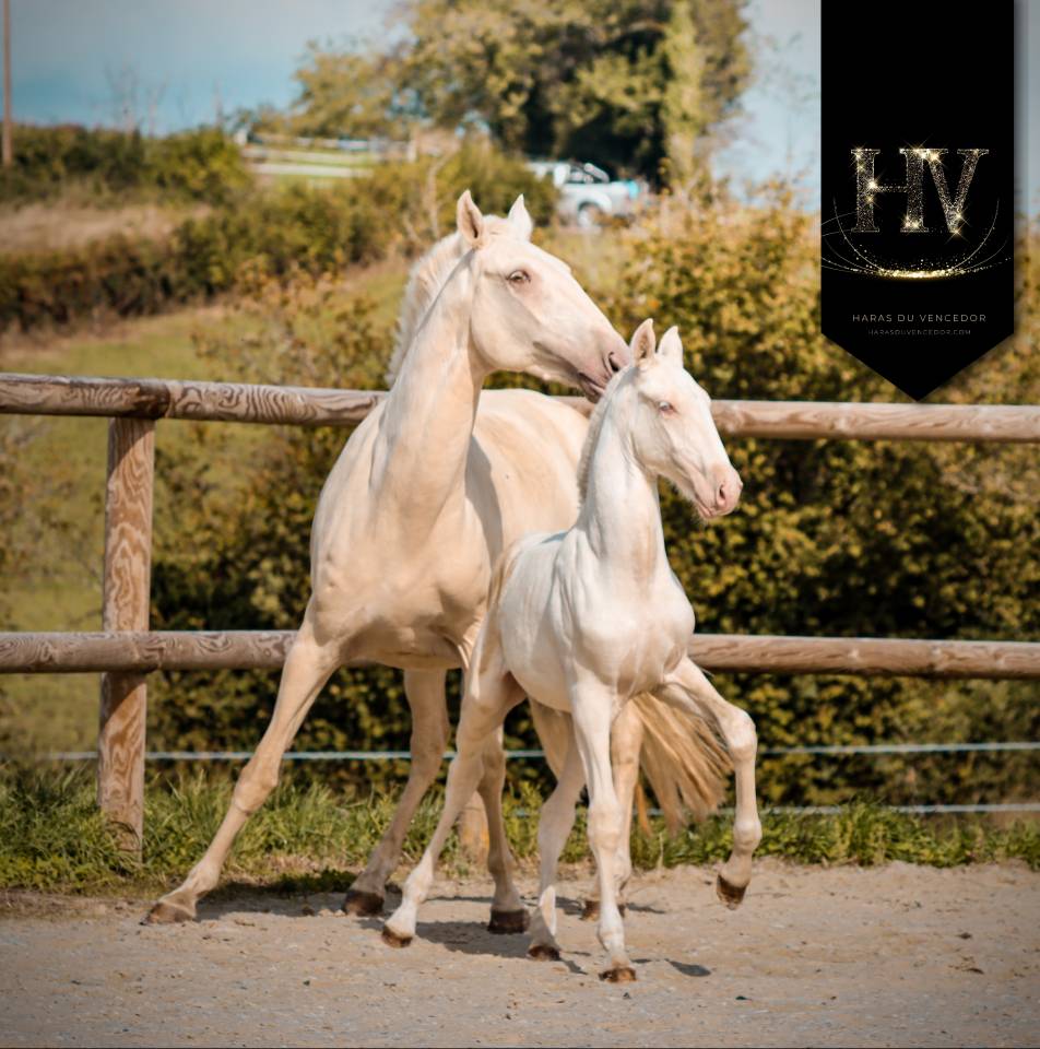 Puledro Lusitano In vendita 2025 Crema ,  Ouro JLC