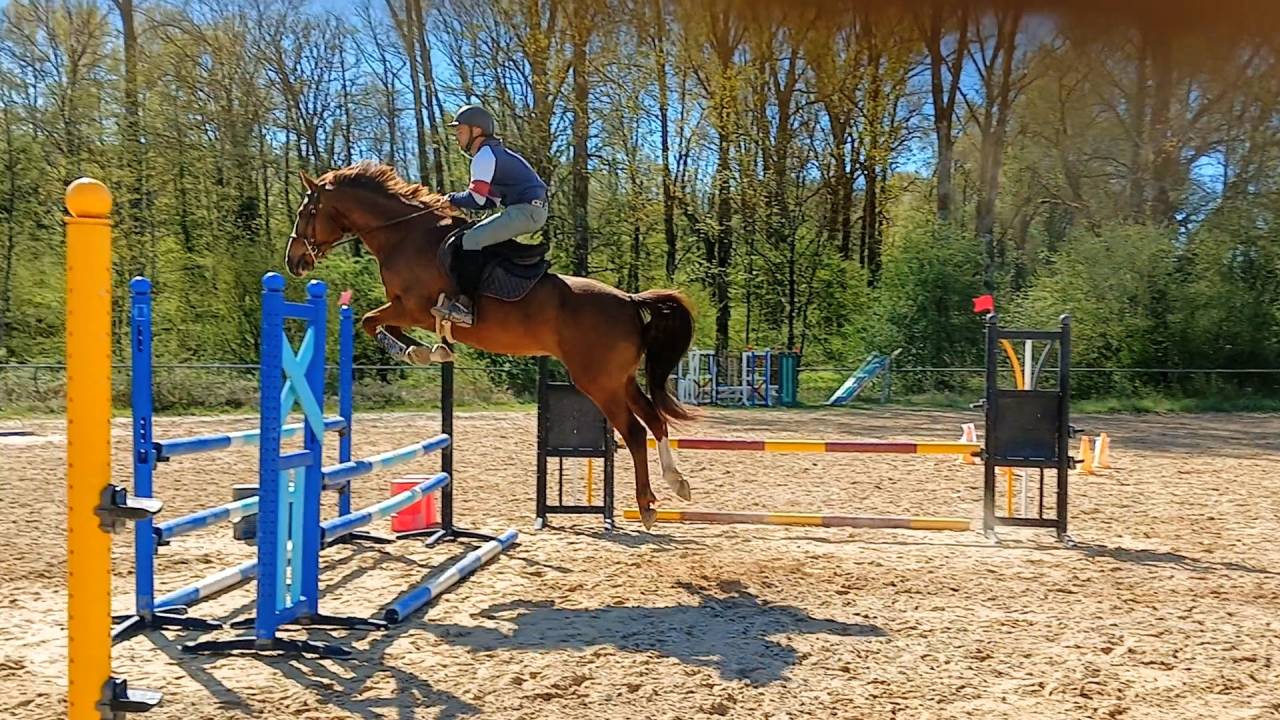 Cavalla KWPN Cavallo da Sport Neerlandese In vendita 2018 Sauro ,  Glasgow w vh merelsnest
