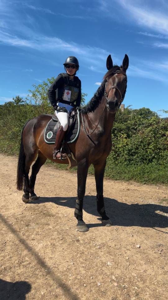 Cavalla Zangersheide In vendita 2018 Baio ,  Félix de tal