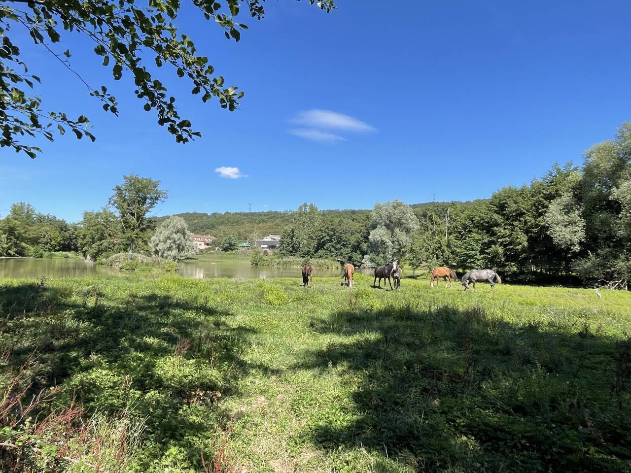 Écurie Alexia Molina 