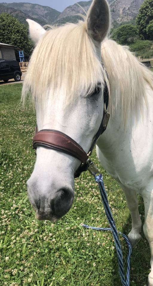 Castrone Camargue In vendita 2010 Bianco ,  Marquis de Saint Martin
