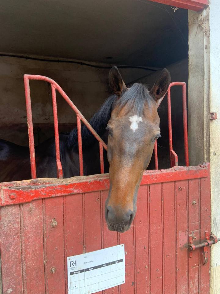 Castrone Purosangue In vendita 2015 Baio scuro