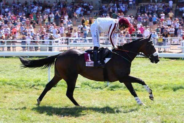 Castrone Purosangue In vendita 2015 Baio scuro