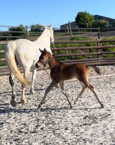 Cavalla Zangersheide In vendita 2025 Baio ,  COMILFO PLUS Z