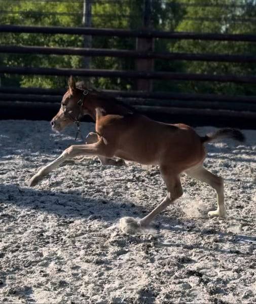 Cavalla Zangersheide In vendita 2025 Baio ,  COMILFO PLUS Z