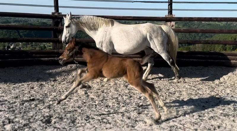 Cavalla Zangersheide In vendita 2025 Baio ,  COMILFO PLUS Z