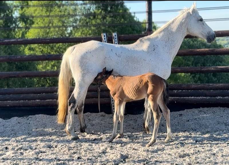 Cavalla Zangersheide In vendita 2025 Baio ,  COMILFO PLUS Z