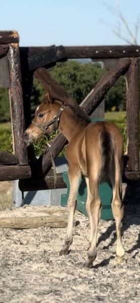 Cavalla Zangersheide In vendita 2025 Baio ,  COMILFO PLUS Z