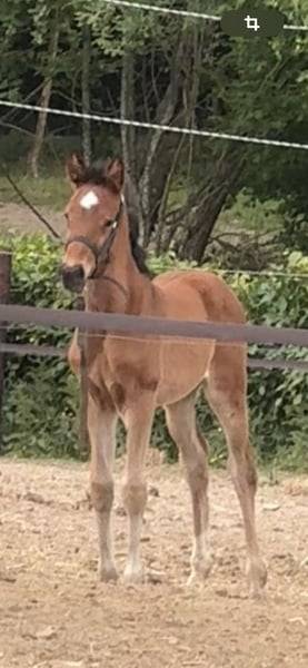 Cavalla Zangersheide In vendita 2025 Baio ,  COMILFO PLUS Z