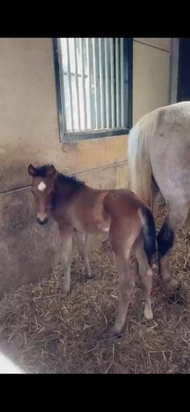 Cavalla Zangersheide In vendita 2025 Baio ,  COMILFO PLUS Z