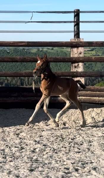 Cavalla Zangersheide In vendita 2025 Baio ,  COMILFO PLUS Z