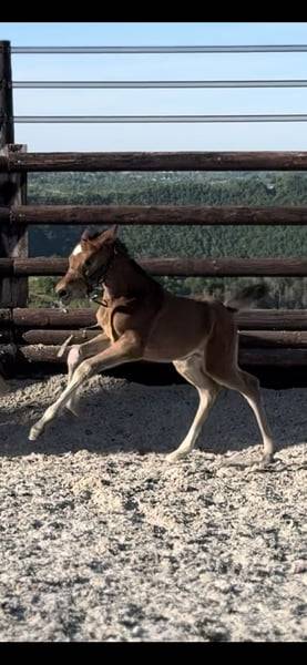 Cavalla Zangersheide In vendita 2025 Baio ,  COMILFO PLUS Z