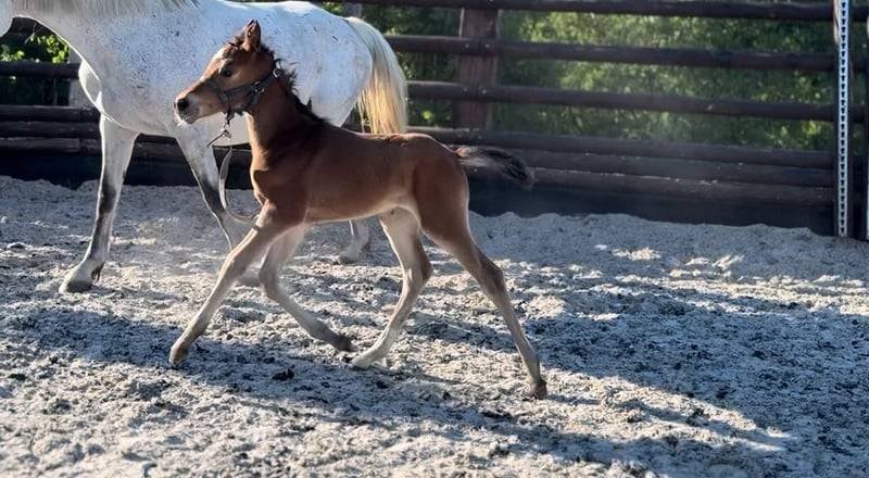 Cavalla Zangersheide In vendita 2025 Baio ,  COMILFO PLUS Z