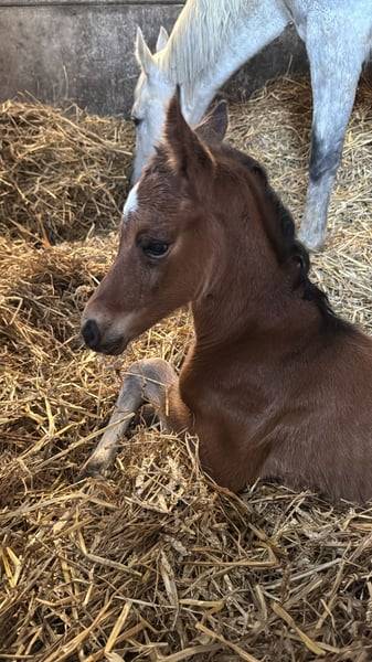 Cavalla Zangersheide In vendita 2025 Baio ,  COMILFO PLUS Z