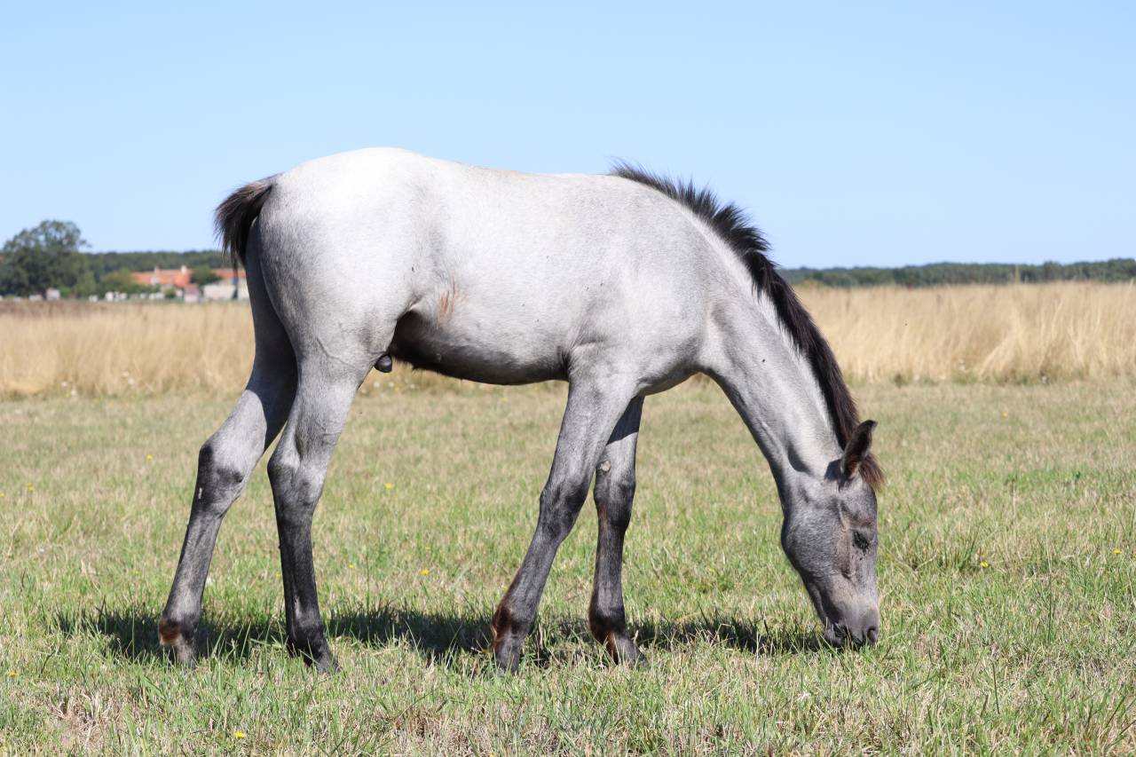 Puledro PFS Pony Francese da Sella In vendita 2025 Grigio ,  Usandro Tilia Derlenn