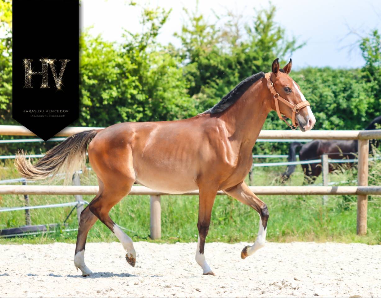 Puledro Lusitano In vendita 2024 Baio ,  Ouro JLC