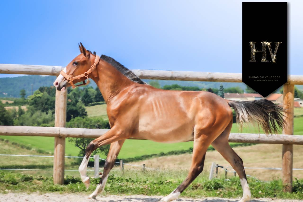 Puledro Lusitano In vendita 2024 Baio ,  Ouro JLC